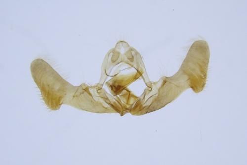 Epiblema cirsiana